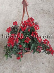 VERBENA PERUVIANA (Yayılıcı mine çiçeği) BİTKİSİ - 2