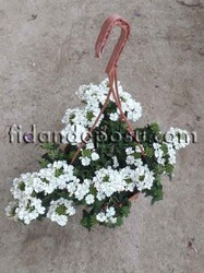 VERBENA PERUVIANA (Yayılıcı mine çiçeği) BİTKİSİ - 3