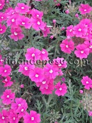 VERBENA PERUVIANA (Yayılıcı mine çiçeği) BİTKİSİ - Thumbnail