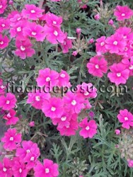 VERBENA PERUVIANA (Yayılıcı mine çiçeği) BİTKİSİ - 5