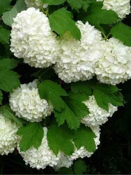 VIBURNUM OPULUS STERILE (Çınar yapraklı kartopu)BİTKİSİ - 1