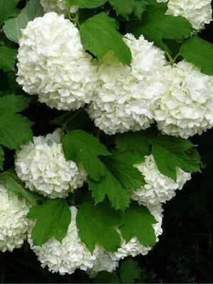 VIBURNUM OPULUS STERILE (Çınar yapraklı kartopu)BİTKİSİ - 