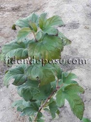 VIBURNUM OPULUS STERILE (Çınar yapraklı kartopu)BİTKİSİ - 2