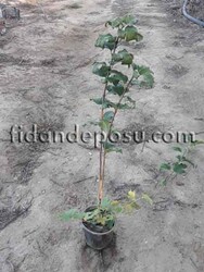 VIBURNUM OPULUS STERILE (Çınar yapraklı kartopu)BİTKİSİ - 3