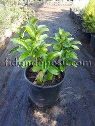 VIBURNUM TINUS ' LUCIDUM'(Yağlı kartopu,lisidum)BİTKİSİ - Thumbnail