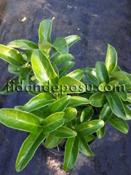 VIBURNUM TINUS ' LUCIDUM'(Yağlı kartopu,lisidum)BİTKİSİ - 3