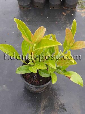 VIBURNUM TINUS ' LUCIDUM'(Yağlı kartopu,lisidum)BİTKİSİ - 