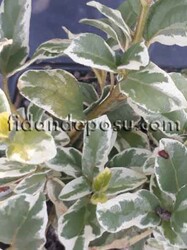 VIBURNUM TINUS VARIEGATUM (Alacalı Yaprak dökmeyen kartopu,tüylü kartopu) BİTKİSİ - 1