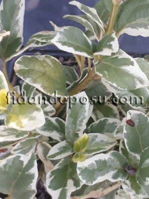 VIBURNUM TINUS VARIEGATUM (Alacalı Yaprak dökmeyen kartopu,tüylü kartopu) BİTKİSİ - 