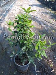  - VIBURNUM TINUS (Yaprak dökmeyen kartopu,tüylü kartopu) BİTKİSİ