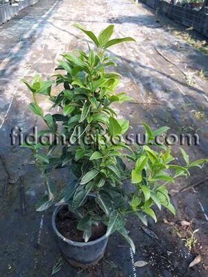 VIBURNUM TINUS (Yaprak dökmeyen kartopu,tüylü kartopu) BİTKİSİ - 