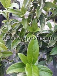 VIBURNUM TINUS (Yaprak dökmeyen kartopu,tüylü kartopu) BİTKİSİ - 2