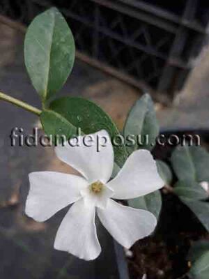 VINCA MİNÖR'COLADA' (Beyaz çiçekli küçük cezayir menekşesi) BİTKİSİ - 