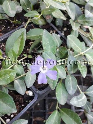 VINCA MİNÖR'PANTA' (Açık mavi çiçekli küçük cezayir menekşesi) BİTKİSİ - 