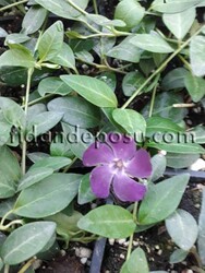 VINCA MİNÖR'VERİNO' (Şarap kırmızısı çiçekli küçük cezayir menekşesi) BİTKİSİ - 1