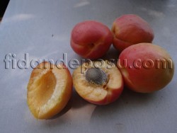 VİTİLLO KAYISI FİDANI - 2