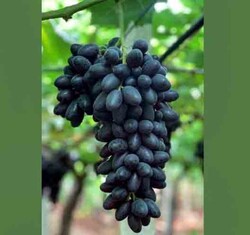 VİTROBLACK ASMA FİDANI - 1