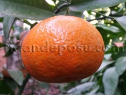 W. MURCOTT MANDALİNA FİDANI - 2