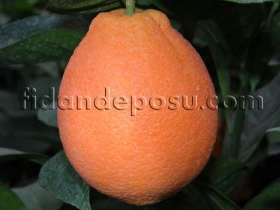 WASHİNGTON NAVELİNA PORTAKAL FİDANI - 
