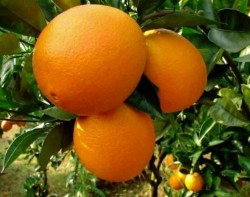 WASHİNGTON NAVEL PORTAKAL FİDANI - 