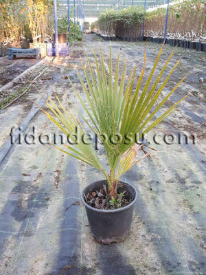 WASHINGTONIA ROBUSTA (Meksika yelpaze palmiyesi) BİTKİSİ - 