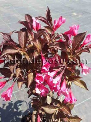 WEIGELA FLORIDA ALEXANDRA (Kırmızı yapraklı,pembe çiçekli Vangelya,Gelintacı) BİTKİSİ - 
