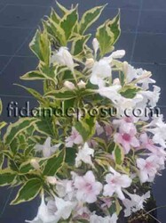  - WEIGELA FLORIDA MAGICAL RAINBOW (Alaca yapraklı,pembe çiçekli Vangelya,Gelin tacı)BİTKİSİ