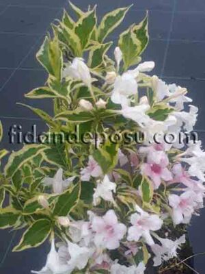 WEIGELA FLORIDA MAGICAL RAINBOW (Alaca yapraklı,pembe çiçekli Vangelya,Gelin tacı)BİTKİSİ - 