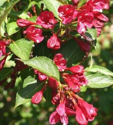  - WEIGELA FLORIDA 'NEWPORT RED' (Kırmızı çiçekli Vangelya,Gelin tacı)