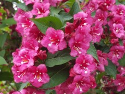  - WEIGELA FLORIDA (Pembe çiçekli Vangelya,Gelintacı) BİTKİSİ