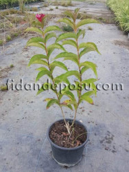 WEIGELA FLORIDA (Pembe çiçekli Vangelya,Gelintacı) BİTKİSİ - 2