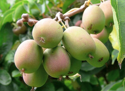 WEİKİ (YEŞİL) MİNİ KİVİ FİDANI - 1