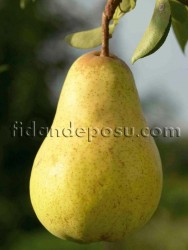 WİLLİAMS ARMUT FİDANI - 