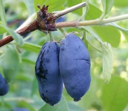 WOJTEK BAL YEMİŞİ (HONEYBERRY) FİDANI - 1