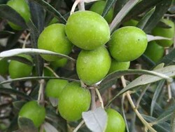 YAMALAK KABASI ZEYTİN FİDANI - 1