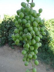 YEDİVEREN KORUK ASMA FİDANI - 2