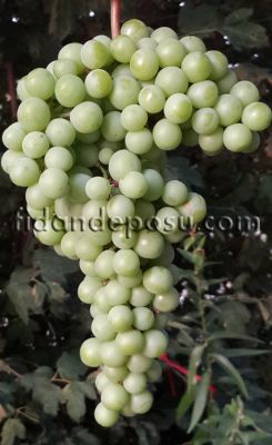 YEDİVEREN KORUK ASMA FİDANI - 