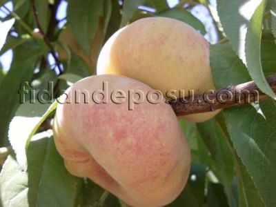 YERLİ DOMAT ŞEFTALİ FİDANI - 