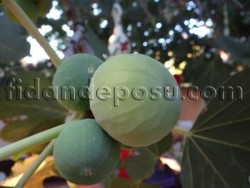 YEŞİL GÜZ İNCİR FİDANI - 