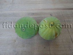 YEŞİL GÜZ İNCİR FİDANI - 2