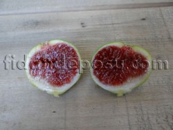 YEŞİL GÜZ İNCİR FİDANI - 3