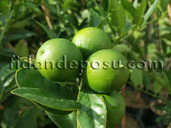 YEŞİL MİSKET LİMON (LİMEQUAT) FİDANI - 1