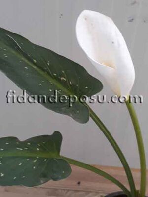  - ZANTEDESCHİA AETHİOPİCA 'WHİTE GİANT'(Calla Lily)(Gelin çiçeği) BİTKİSİ