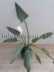 ZANTEDESCHİA AETHİOPİCA 'WHİTE GİANT'(Calla Lily)(Gelin çiçeği) BİTKİSİ - 2