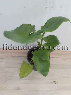ZANTEDESCHİA AETHİOPİCA(Calla Lily)(Yeşil yapraklı Gelin çiçeği) BİTKİSİ - 