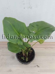 ZANTEDESCHİA AETHİOPİCA(Calla Lily)(Yeşil yapraklı Gelin çiçeği) BİTKİSİ - 2