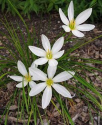  - ZEPHYRANTHES CANDİDA(Beyaz çiçekli zıpçıktı)BİTKİSİ