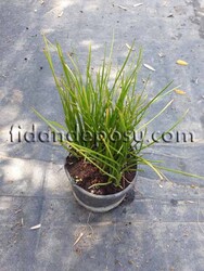 ZEPHYRANTHES CANDİDA(Beyaz çiçekli zıpçıktı)BİTKİSİ - 2