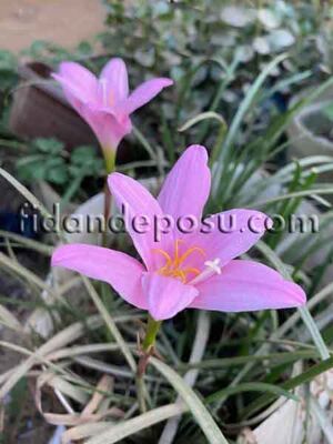 ZEPHYRANTHES CARİNATA(Pembe çiçekli zıpçıktı)BİTKİSİ - 