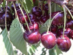 ZİRAAT 0900 KİRAZ FİDANI - 